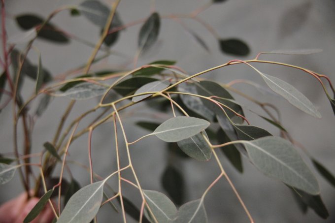 L'eucalyptus photo 1